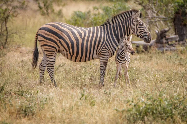 Ein Baby-Zebra, das sich mit der Mutter verbindet. — Stockfoto