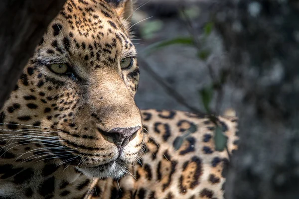 Erkek bir leopar çehresini yakın çekim. — Stok fotoğraf