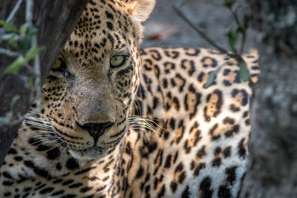 Un leopardo macho protagonizado por la cámara . — Foto de Stock