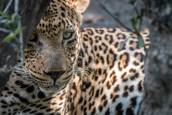 Un leopardo macho protagonizado por la cámara . — Foto de Stock