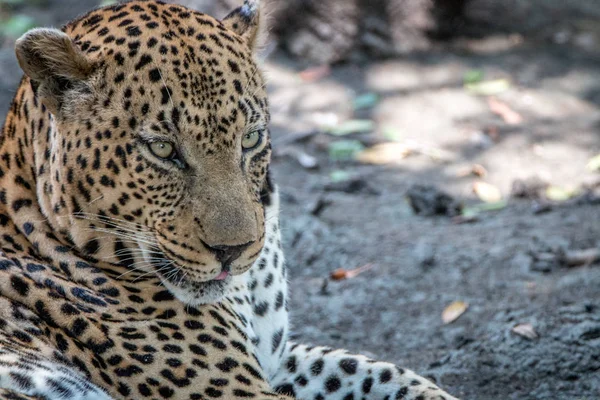 Närbild av en manlig Leopard avkopplande. — Stockfoto