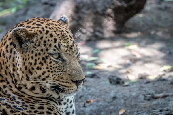 Zbliżenie na relaksujący mężczyzna Leopard. — Zdjęcie stockowe