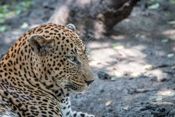 Detailní záběr z mužského Leopard relaxační. — Stock fotografie