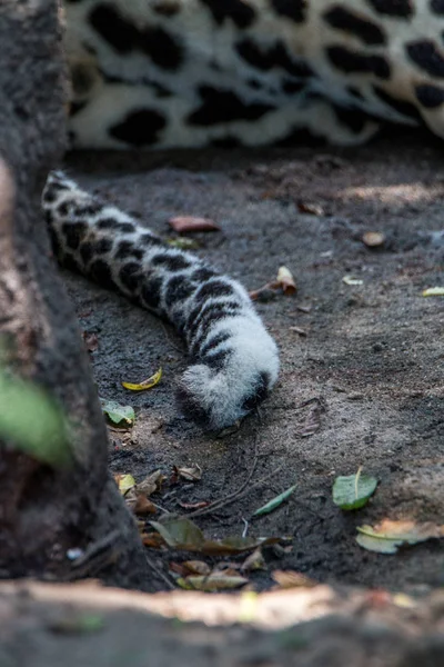 Details des Schwanzes eines männlichen Leoparden. — Stockfoto