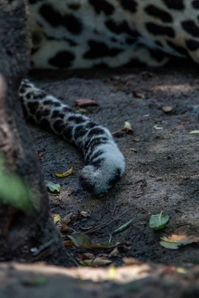 Details des Schwanzes eines männlichen Leoparden. — Stockfoto