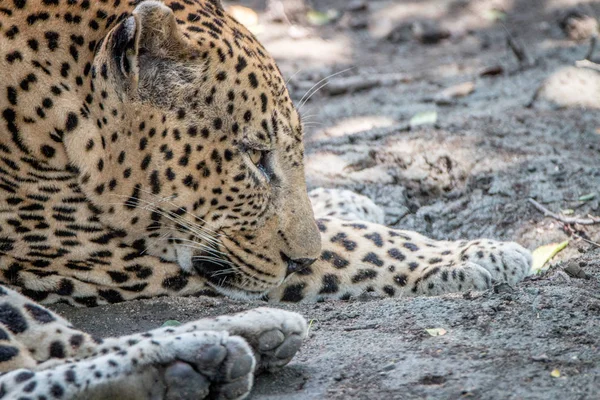 Detailní záběr z mužského Leopard relaxační. — Stock fotografie