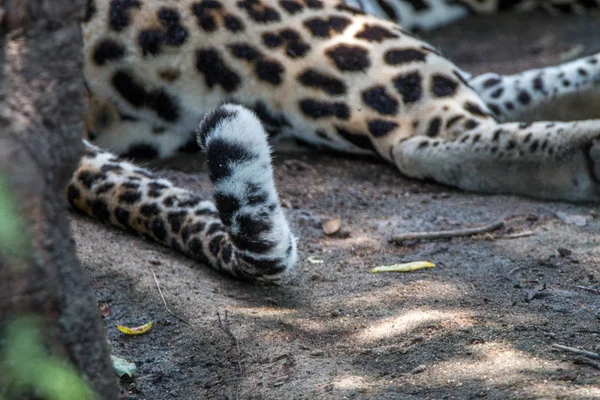 Подробиці хвоста самця Леопарда . — стокове фото