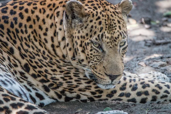 Detailní záběr z mužského Leopard relaxační. — Stock fotografie