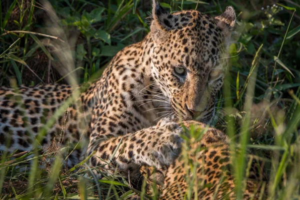 Μια μητέρα Leopard παίζει με τα μικρά της. — Φωτογραφία Αρχείου