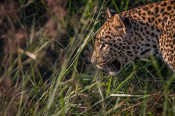 Side profile of a Leopard walking.