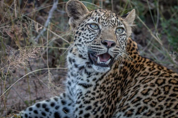 Nahaufnahme einer jungen Leopardin. — Stockfoto