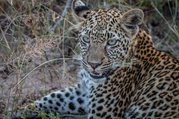 Primer plano de una joven leopardo . — Foto de Stock