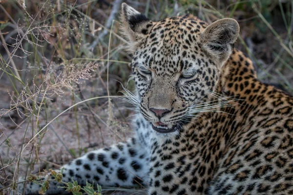 Primer plano de una joven leopardo . — Foto de Stock