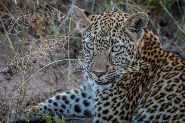 Крупный план молодой самки леопарда . — стоковое фото