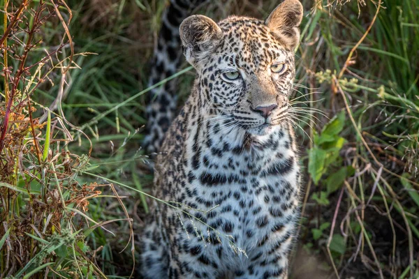 Una giovane donna Leopardo con protagonista la macchina fotografica . — Foto Stock