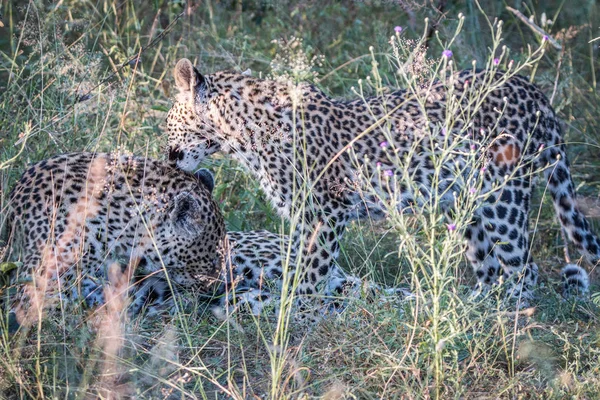 A matka Leopard s medvíďaty. — Stock fotografie