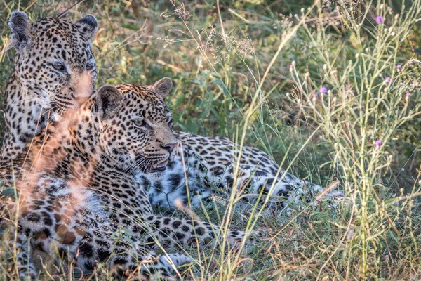 Una madre Leopardo che gioca con i suoi cuccioli . — Foto Stock