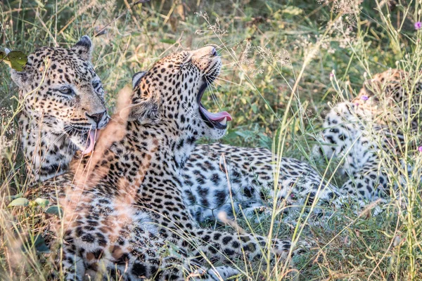 A matka Leopard gry z jej szczeniaki. — Zdjęcie stockowe