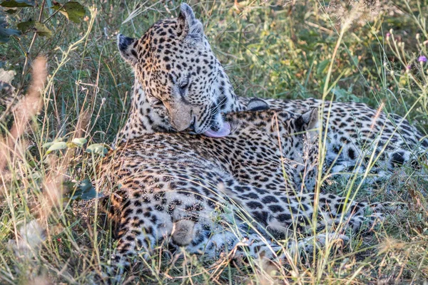 A mor Leopard leker med hennes ungar. — Stockfoto