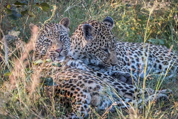 Una madre Leopardo che gioca con i suoi cuccioli . — Foto Stock