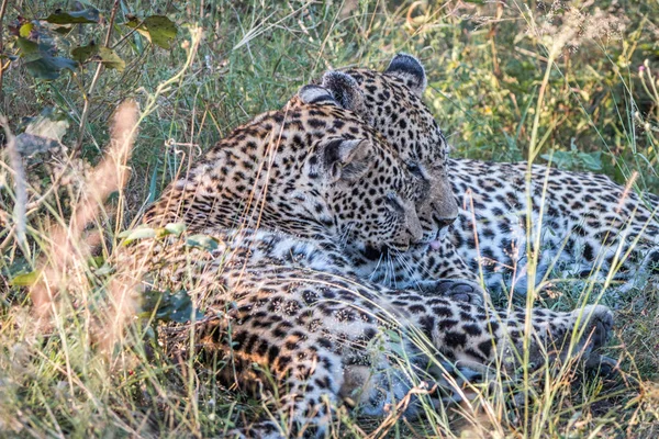 A mor Leopard leker med hennes ungar. — Stockfoto