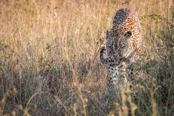 Eine Leopardin, die im Gras spaziert. — Stockfoto