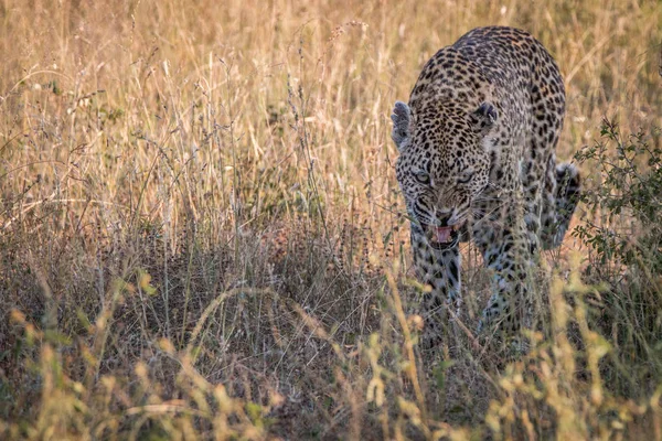Eine Leopardin, die im Gras spaziert. — Stockfoto