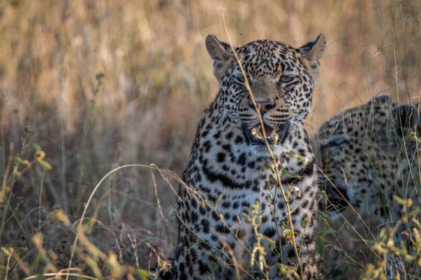 Zwei Leoparden, die im Gras kleben. — Stockfoto