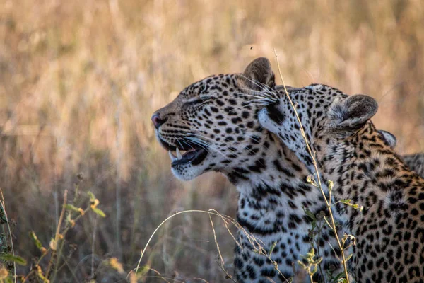 Dos leopardos que se unen en la hierba . — Foto de Stock