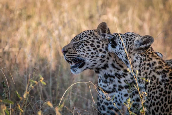 Zwei Leoparden, die im Gras kleben. — Stockfoto