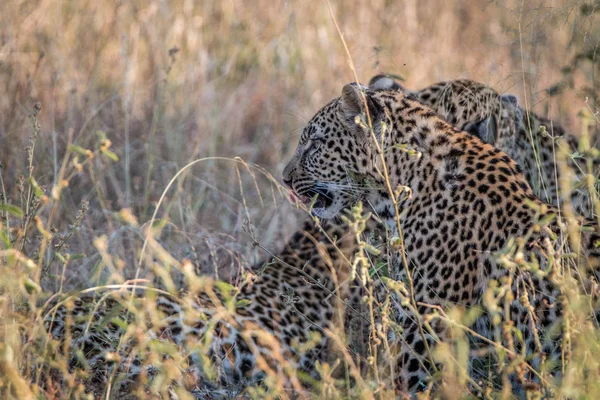 Zwei Leoparden, die im Gras kleben. — Stockfoto