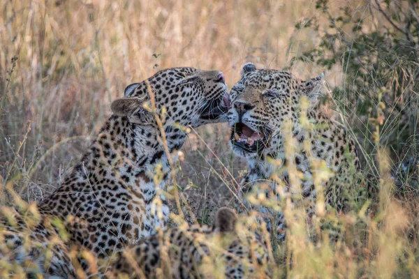 Dois leopardos se unindo na grama . — Fotografia de Stock