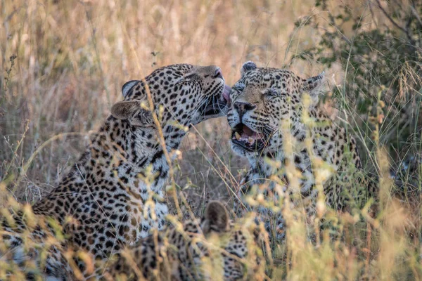 Dois leopardos se unindo na grama . — Fotografia de Stock