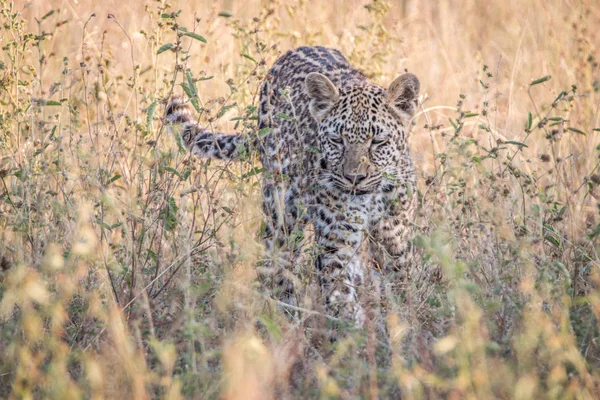 Ein Leopard, der im Gras geht. — Stockfoto