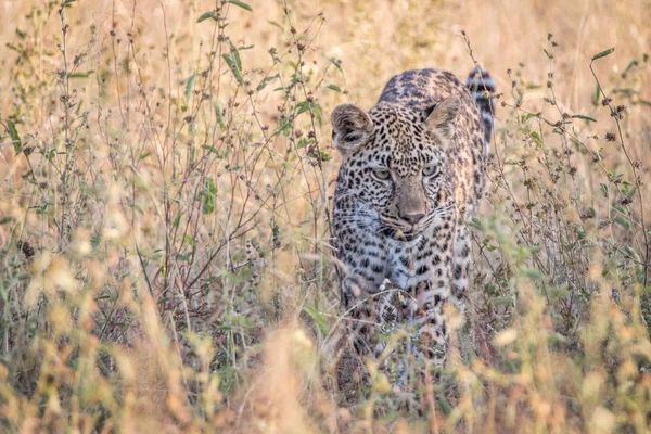 Ein Leopard, der im Gras geht. — Stockfoto