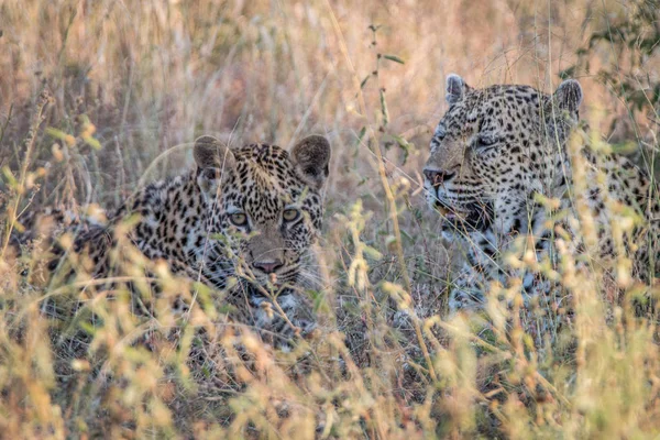 Twee luipaarden lijmen in het gras. — Stockfoto