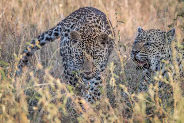 Deux léopards collant dans l'herbe . — Photo