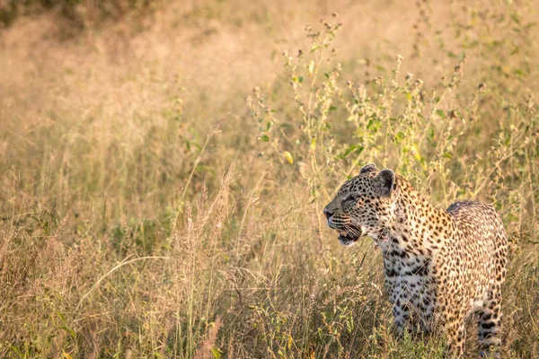 Perfil lateral de um leopardo na grama . — Fotografia de Stock