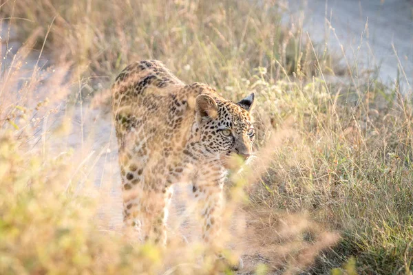 Um leopardo caminhando na estrada . — Fotografia de Stock