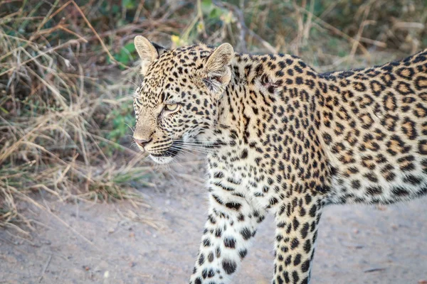 A Leopard walking on the road. — Stock Photo, Image