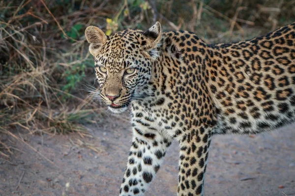 Um leopardo caminhando na estrada . — Fotografia de Stock