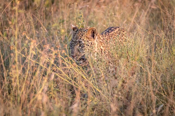 Ein Leopard versteckt sich im Gras. — Stockfoto
