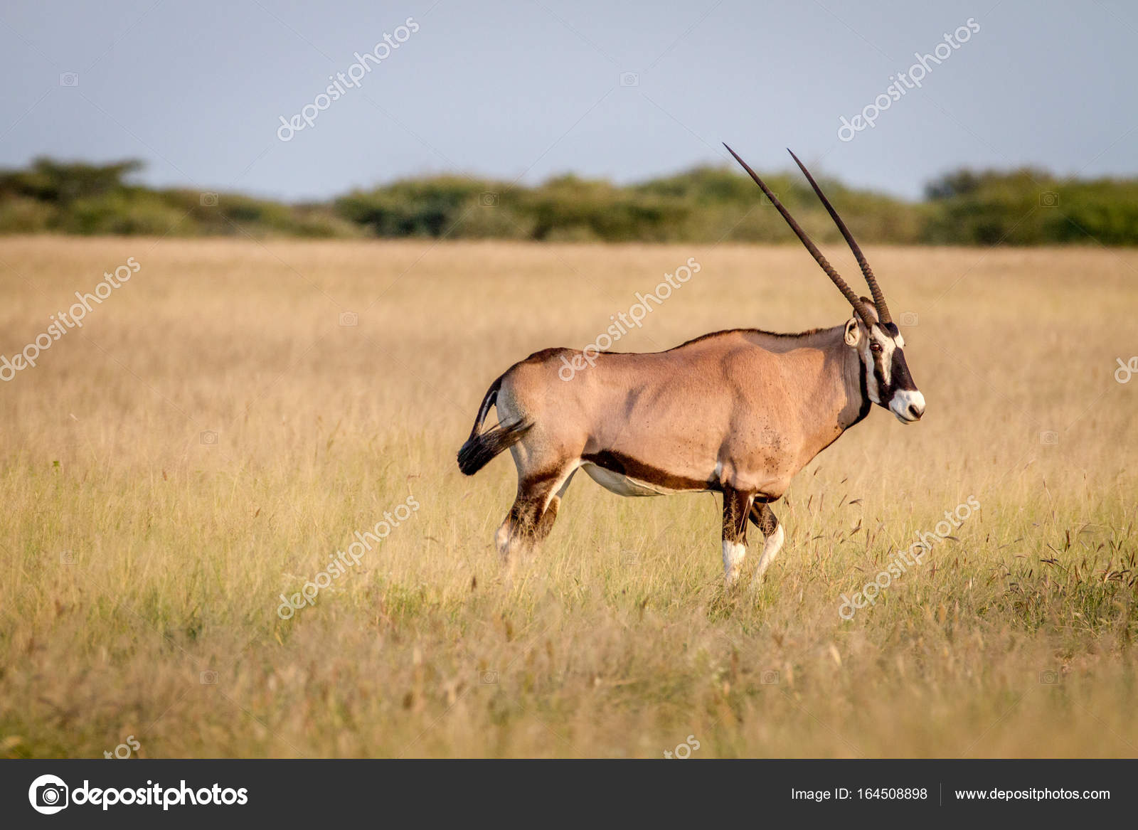 ゲムズボック写真素材 ロイヤリティフリーゲムズボック画像 Depositphotos