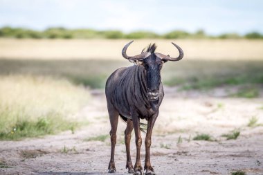 Mavi wildebeest ayakta kum.