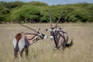 İki Gemsbok bağ yüksek çim.