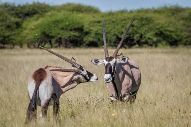 İki Gemsbok bağ yüksek çim.