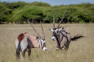İki Gemsbok bağ yüksek çim.