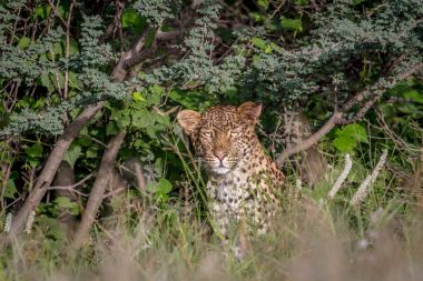 Kameraya yıldızı leopar.