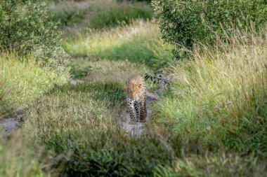 Kameranın doğru yürüyüş leopar.