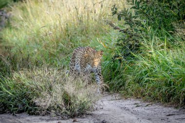 Kameranın doğru yürüyüş leopar.